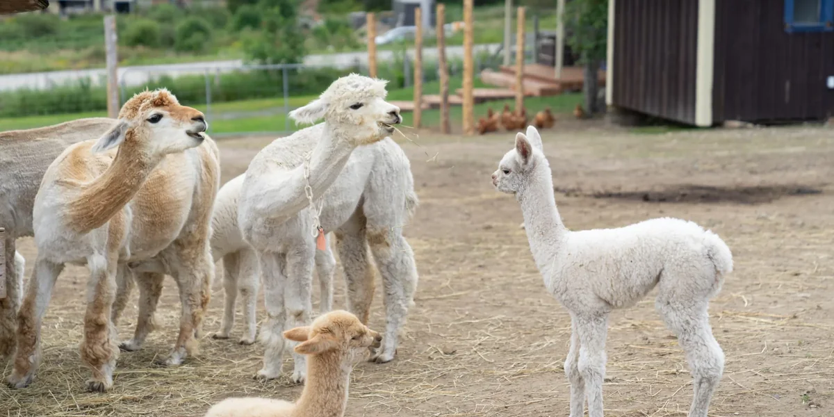 Enfants observant de jeunes alpagas à la ferme Alpagas Charlevoix