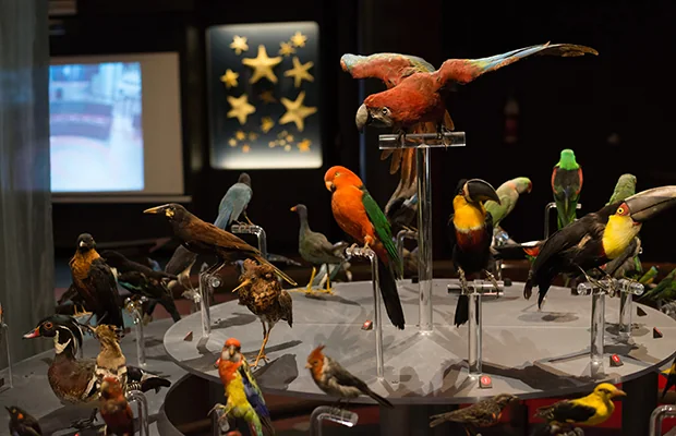 Collection d’oiseaux naturalisés dans l’exposition AlterAnima