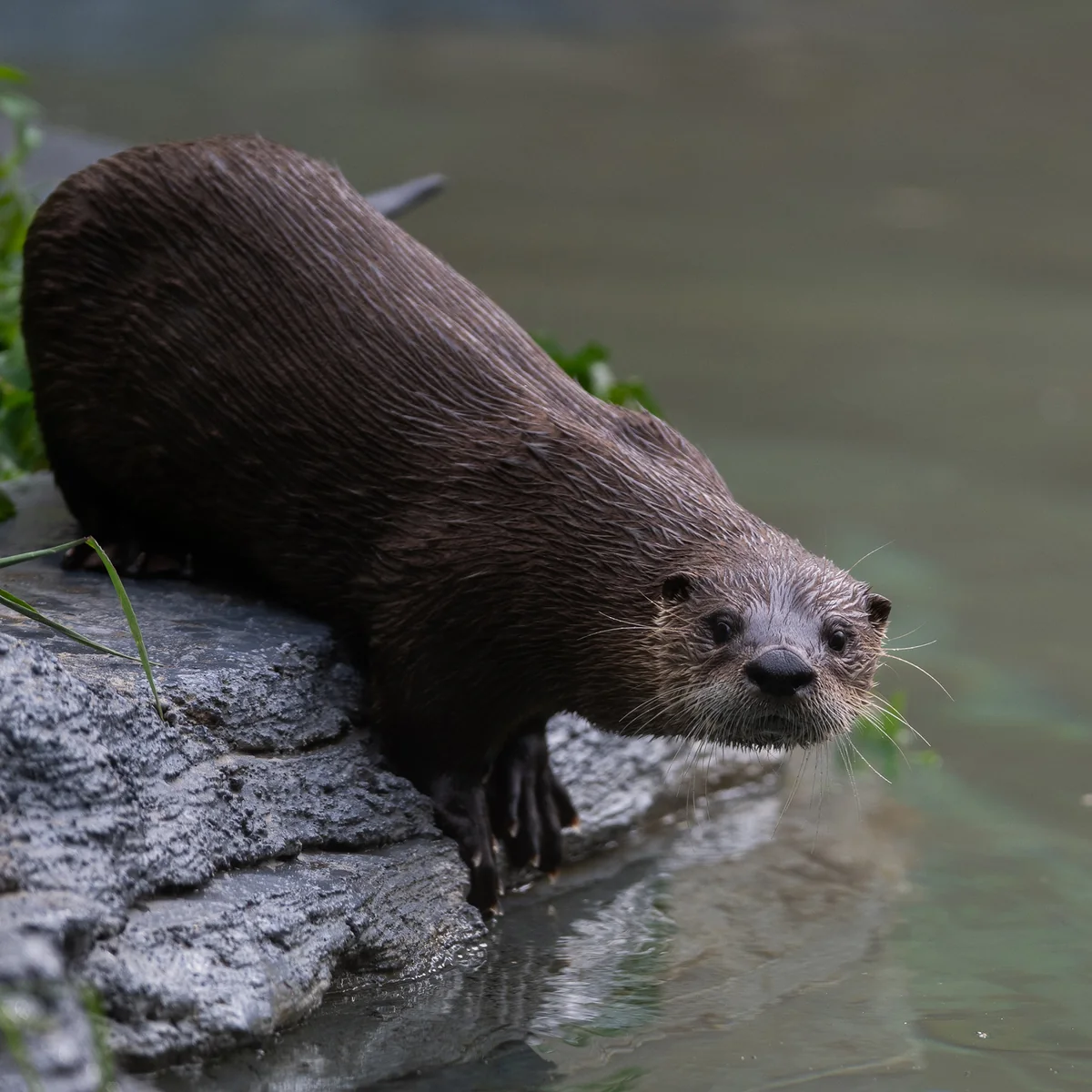 Loutre de rivière au bord de son bassin au Zoo Ecomuseum