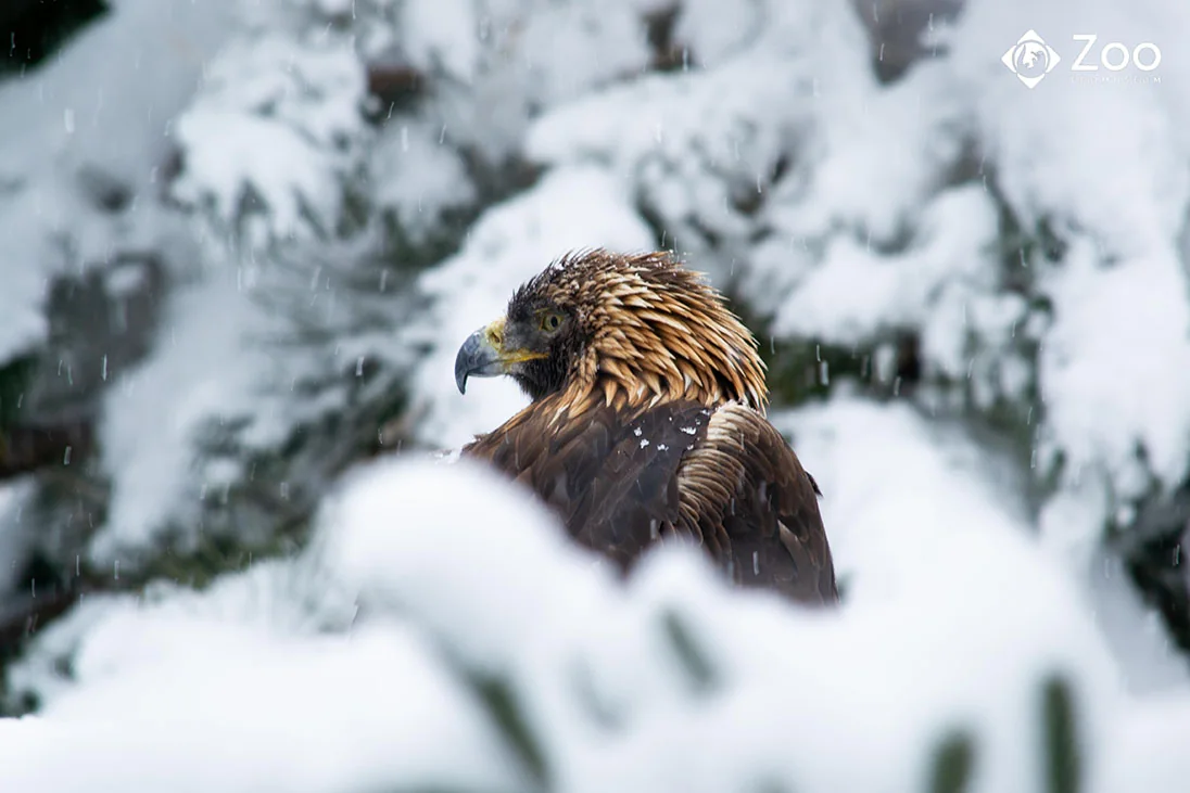 Aigle royal perché parmi les arbres enneigés du Zoo Ecomuseum
